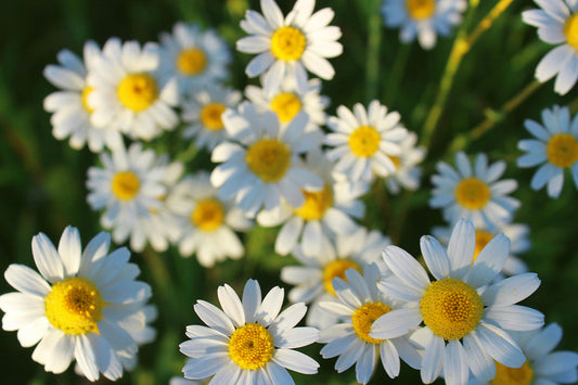 The Benefits of Chamomile: Nature’s Calming Herb
