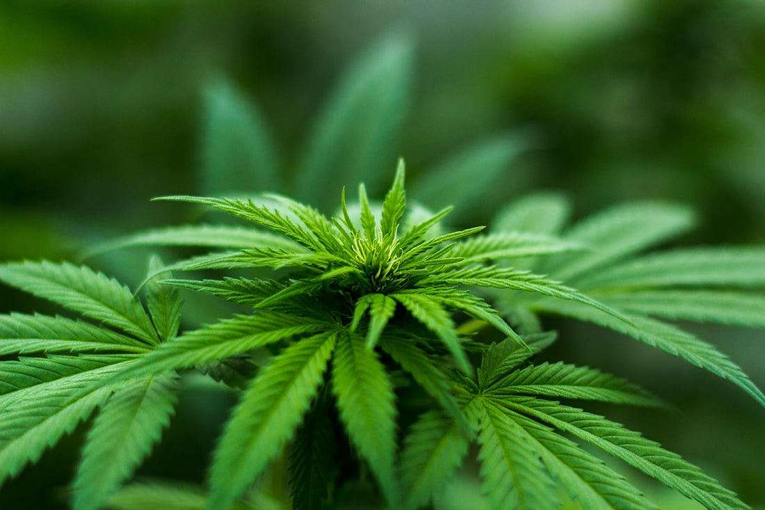 CBD – Everything You Need to Know
