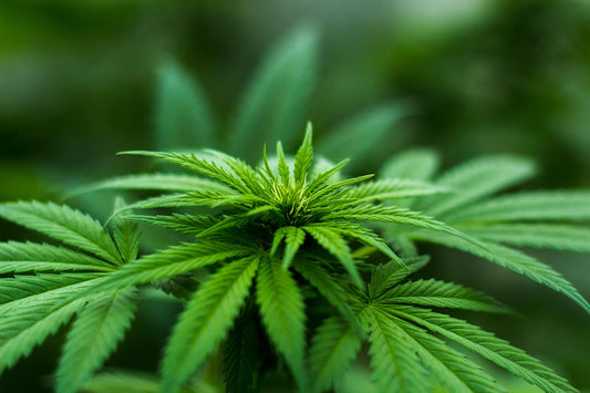 CBD – Everything You Need to Know