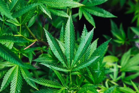 The Extraction Process - Where and how do we get our CBD and CBN?