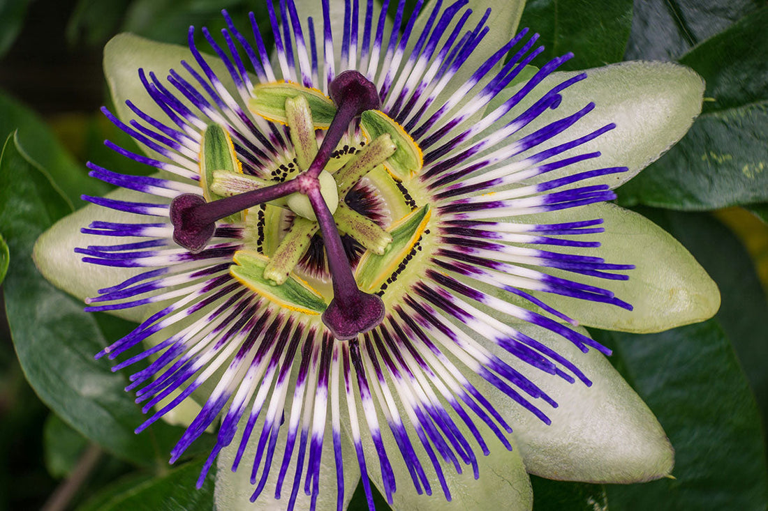 The Benefits of Passionflower: A Gentle Herb for Calm and Rest